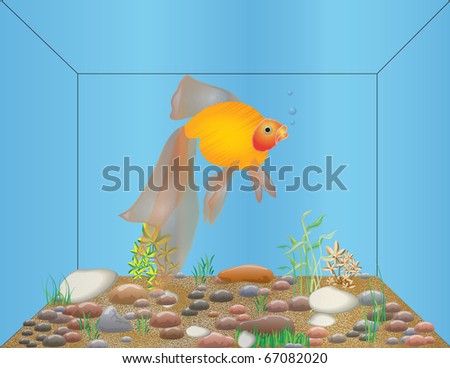 Goldfish in fish tank