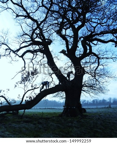 Silhouetted children climbing a tree