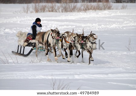 LOVOZERO, RUSSIA - MARCH 27: Racing of reindeers in time of russian  76th north festival in Lovozero, Russia.