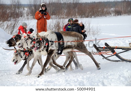 LOVOZERO, RUSSIA - MARCH 27: Reindeer racing  during the 76th Russian North Festival on March 27, 2010 in Lovozero, Russia.