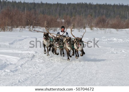 LOVOZERO, RUSSIA - MARCH 27: Reindeer racing during the 76th Russian North Festival on March 27, 2010 in Lovozero, Russia in Monchegorsk, Russia on March 27, 2010