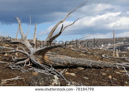 Dead trees near to metallurgical factories. Consequences of adverse ecological conditions.