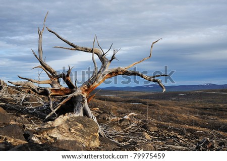 Dead tree. Consequences of adverse ecological conditions.