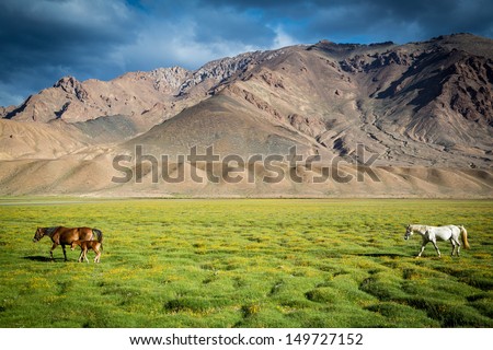 A White Horse Follows A Brown Horse And Its Foal In A Field Near Murghab, Tajikistan. In The Sky Above Mountains In Background Are Heavy Grey Clouds. The Horses Are In A Lush Green Field.