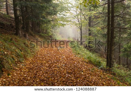 the path in autumn forest, Beskid mountain