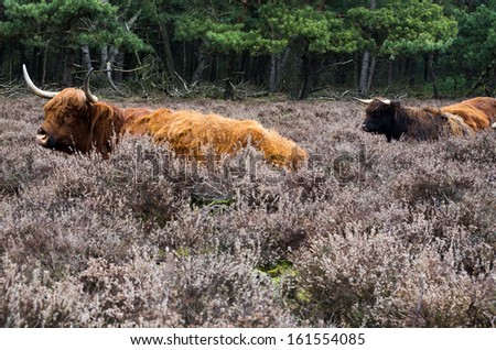 Scottish highlander ox  in wintertime  in a Dutch forest