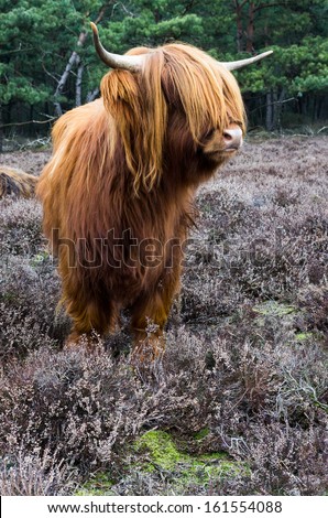 [Obrazek: stock-photo-scottish-highlander-ox-in-wi...554088.jpg]