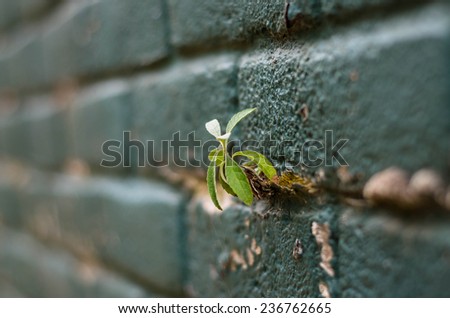 small little plant, growing on the grout between bricks