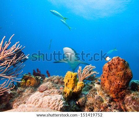 Coral reef and Caribbean reef shark