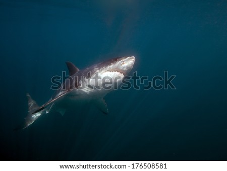 Great White Shark Underwater Photo