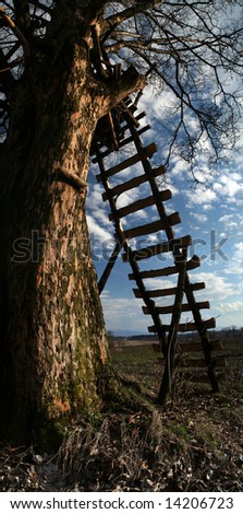 Wooden ladder extending to tree