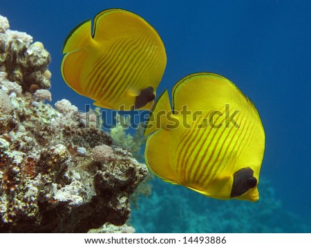 Masked Butterfly Fish in the Red sea