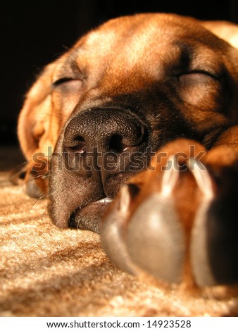 The domestic dog sleeps on carpet