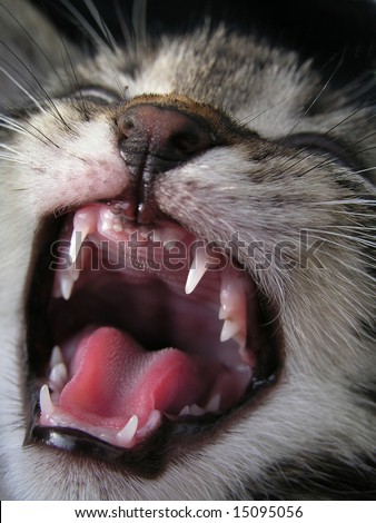 Teeth of cat. Cat jaw.