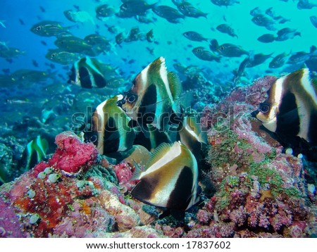stock photo : School of fishes, Indian ocean