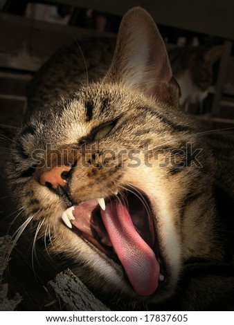 Teeth of Cat. Jaw of Cat.