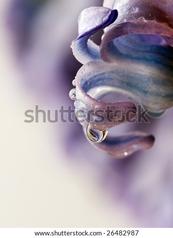 Closeup of violet flower with water drops