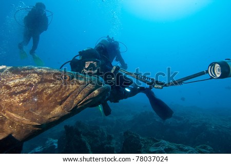 Big grouper and divers