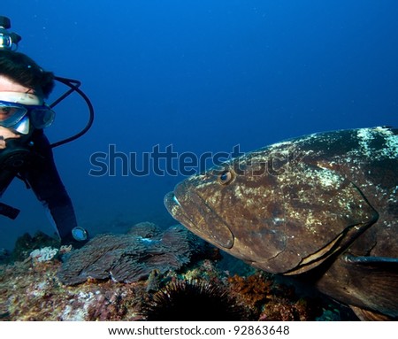 Big grouper and diver