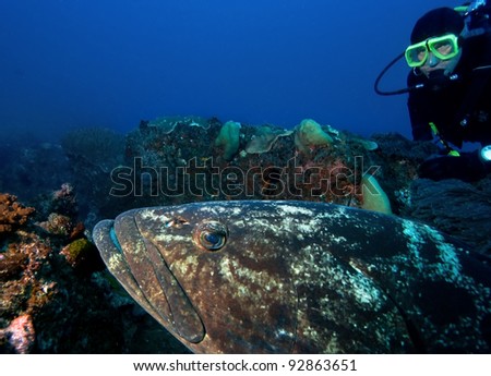 Big grouper and diver