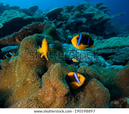 Clown Fish or Anemone fish in Pacific Ocean, Palau
