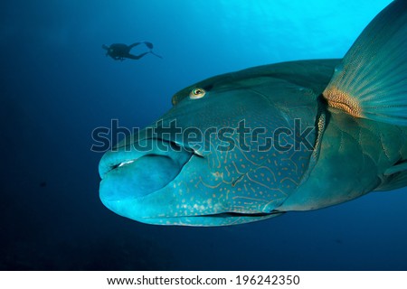 Big Napoleon Fish and Diver