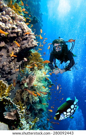 Photo of a coral colony and diver,  Red Sea.