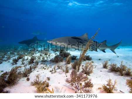 Lemon and tiger sharks swimming at Tiger beach, Bahamas