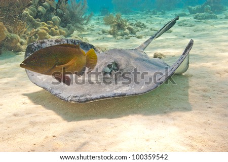 A stingray glides over the sea bed raising a shower of sand.  It is accompanied by a fish that is hunting in tandem. Space for copy below stingray.