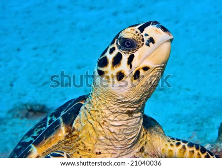 Turtles Beak