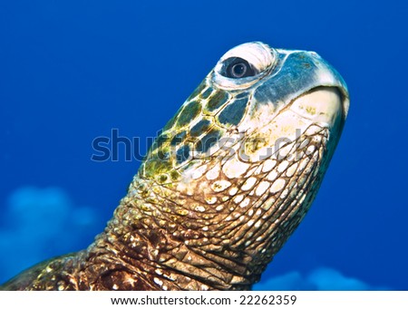 Close up of the head of a turtle in the clear blue waters of Hawaii.