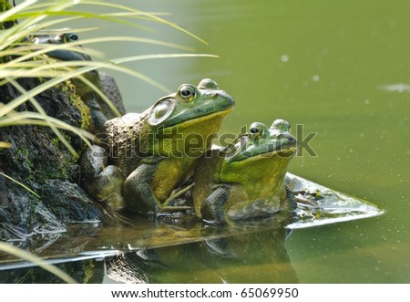 Two frogs sit side by side by a pond