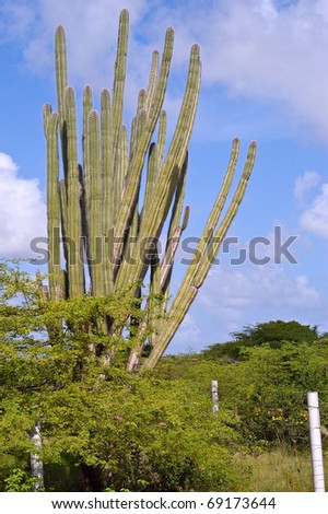 Sculptural cacti and vegetation of Bonaire.