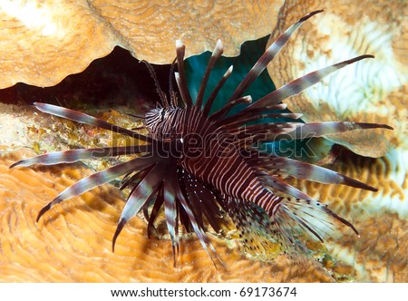 A Bonaire lionfish against plate coral. This fish is not indigenous to the Caribbean and, because of its camouflage and predatory feeding of juvenile fish, has become the scourge of Bonaire.