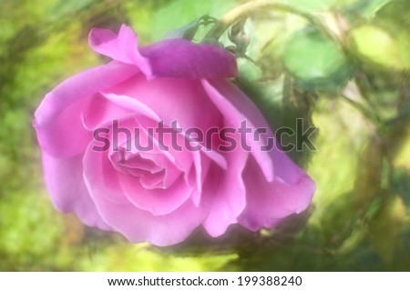 Shot with a lensbaby optic which which creates the soft ethereal glow and painterly effect but allows sufficient focus of the central rose petals.