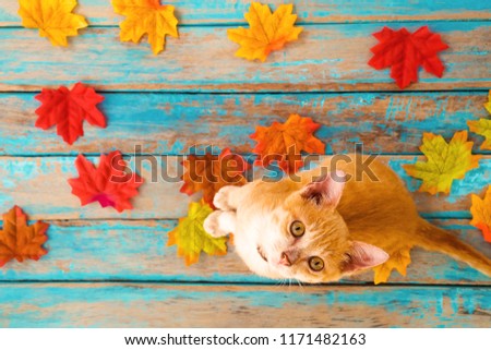 Orange kitten look up and sitting on maple leaves in autumn.  Domestic cute cat in fall.