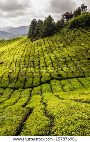 Paths in Tea Plantation with Tea House - Cameron Highlands, Malaysia