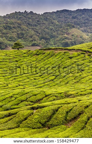 Green Tea Plantation with Jungle in the Back and Dark Clouds before rain - Cameron Highlands, Malaysia