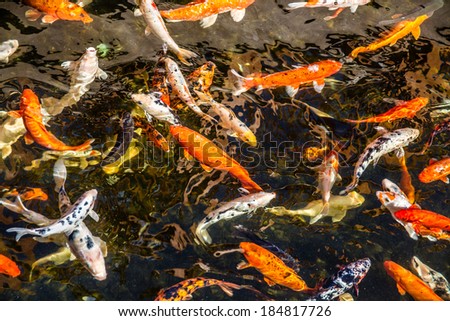 Gold Fish in the Pond