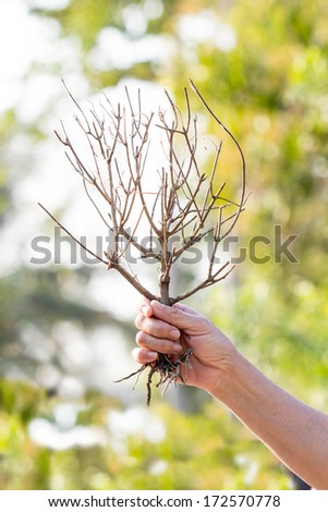 dry tree hand
