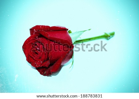 Grunge image of vintage rose,blue background