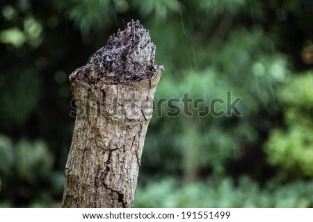 Old tree stump, wet stump