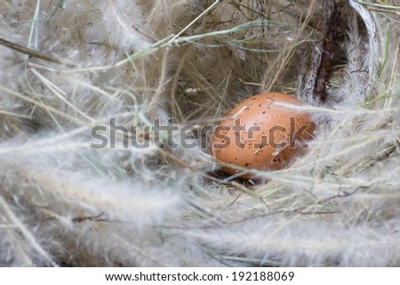 eggs in a nest, eggs at hay nest in chicken farm