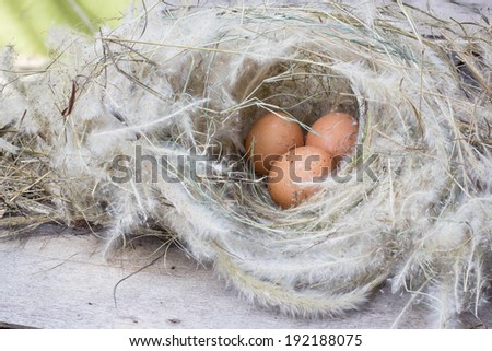 eggs in a nest, eggs at hay nest in chicken farm