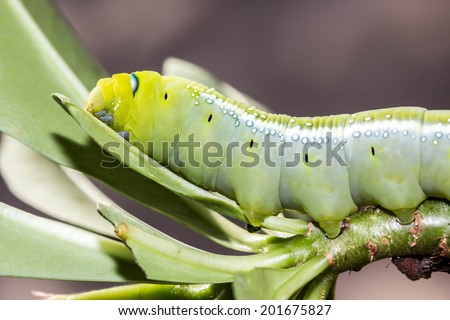 Butterfly Caterpillar,green caterpillar, macro lens