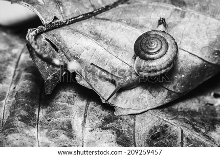 Snail on leaves,monochrome background, black and white background,abstract background