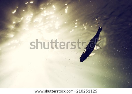 Underwater light which fish ,vintage style