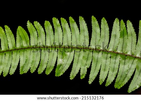 Close up frond leaf fern isolated on black background