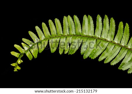 Close up frond leaf fern isolated on black background