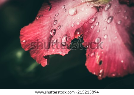 Pink flower petals with water drops on it